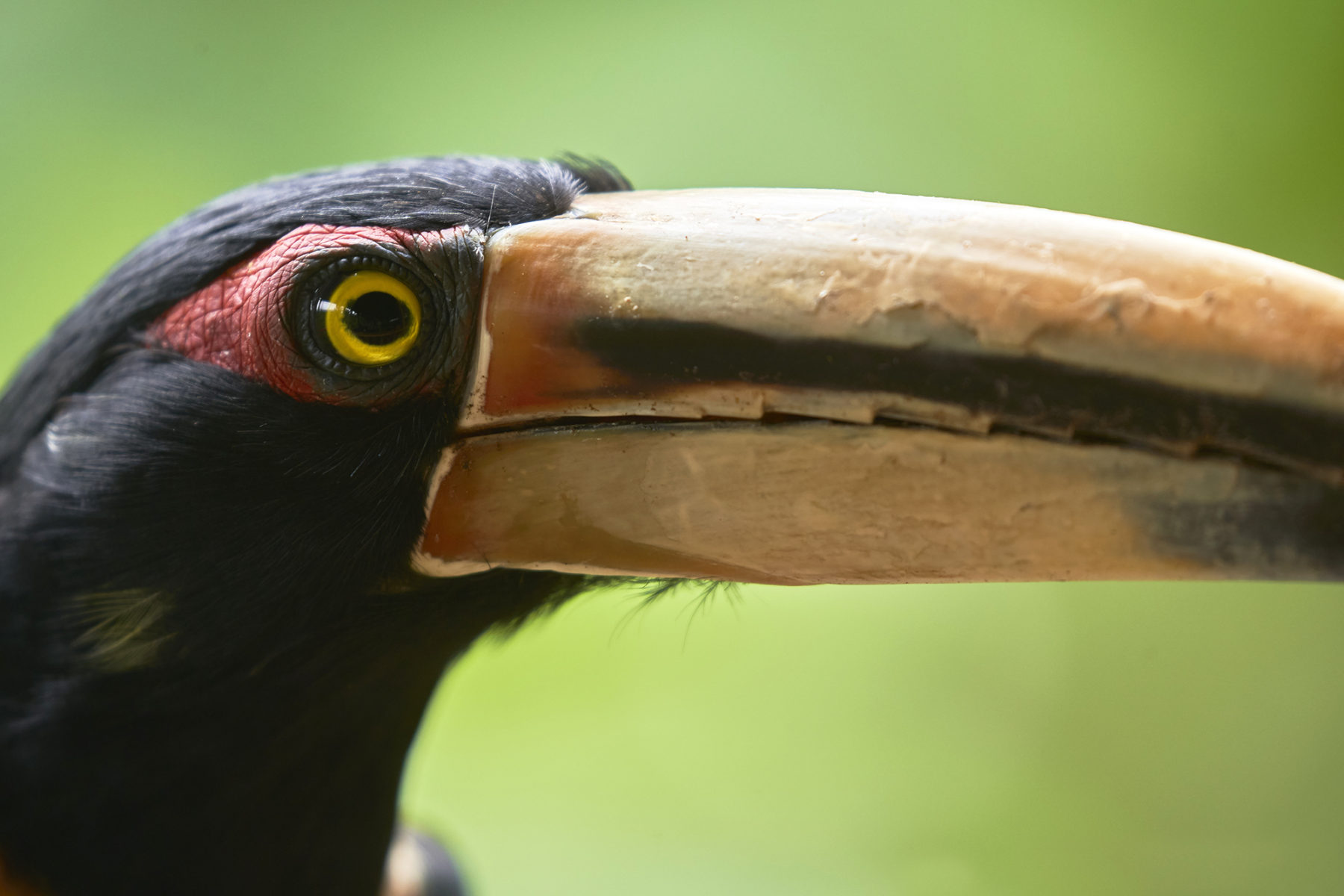 Tour Aves del Bosque Nublado | Photo Wildlife Tours - Fotografía de Aves