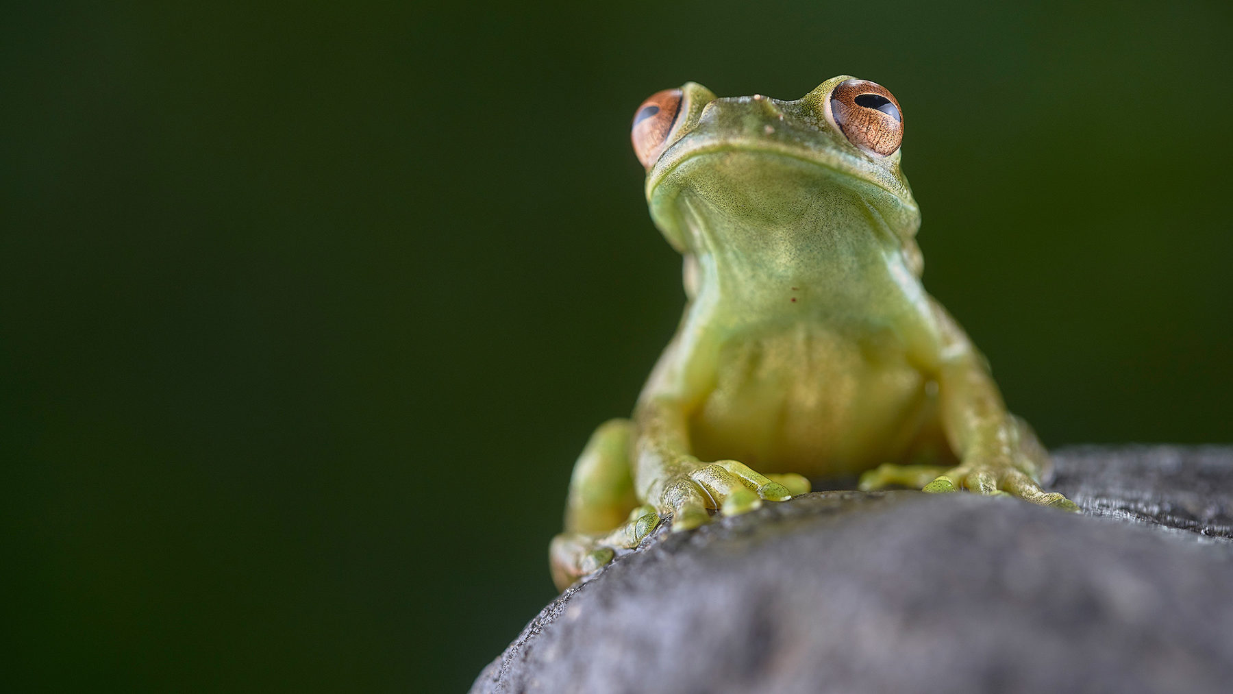 Cloud Forest Herping Tour | Photo Wildlife Tours - Herping Tours